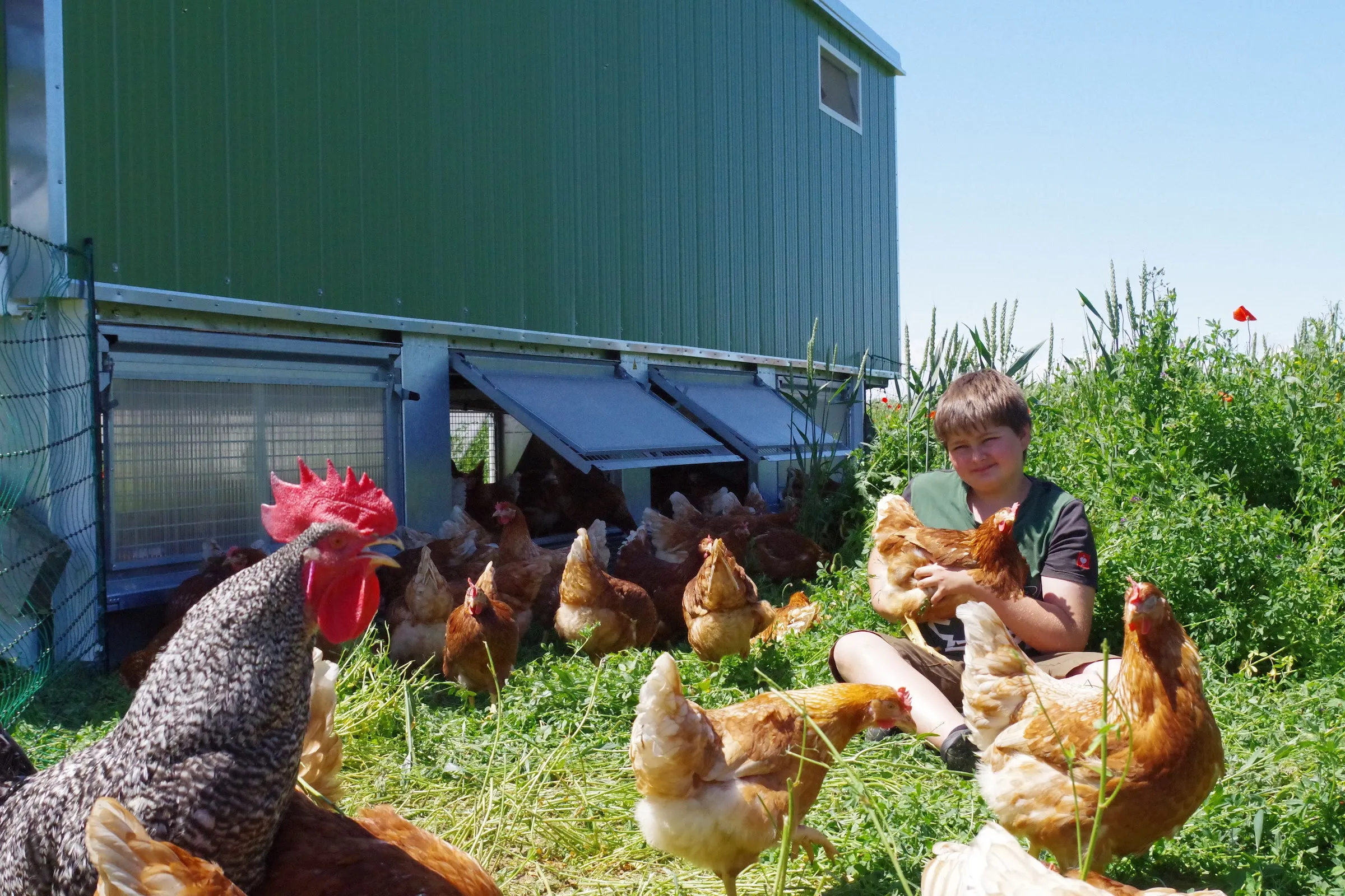 Ein Junge sitzt im hohen Gras der Wiese und hält ein Huhn im Arm, rundherum Freilandhühner und ein Hahn vor dem grünen Hühnermobil.