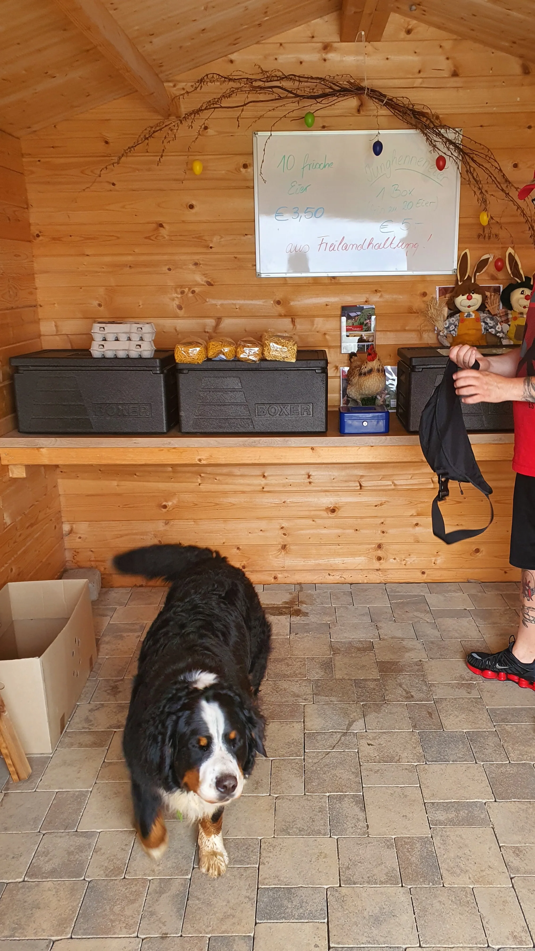 Im hölzernen Eierhäusle steht der Familienhund neben den Eier-Boxen und einer handgeschriebenen Preistafel.